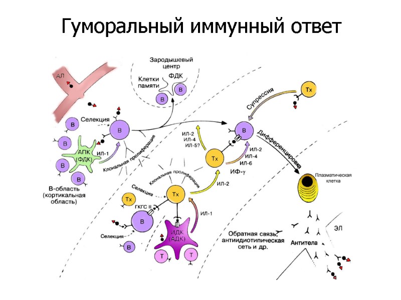 Гуморальный иммунный ответ